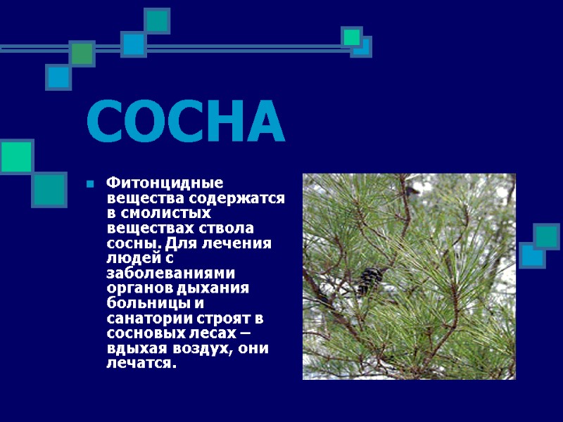 СОСНА Фитонцидные вещества содержатся в смолистых веществах ствола сосны. Для лечения людей с заболеваниями